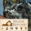 Great Horned Owl